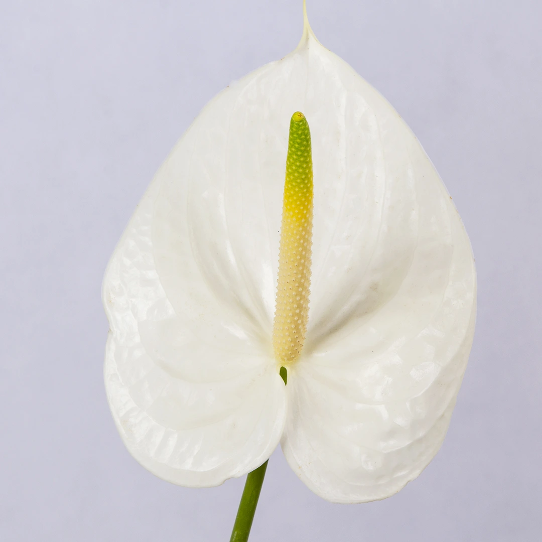 تصویر شاخه گل آنتوریم سفید