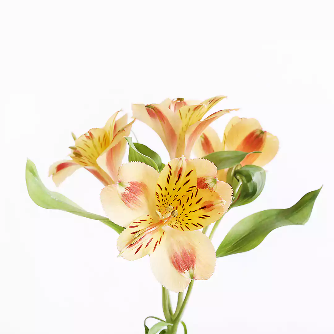 مدل شاخه گل آلسترومریا گلبهی