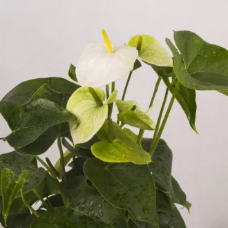 عکس باکس گل انتوریم سفید با گلدان سرامیکی کد 1360