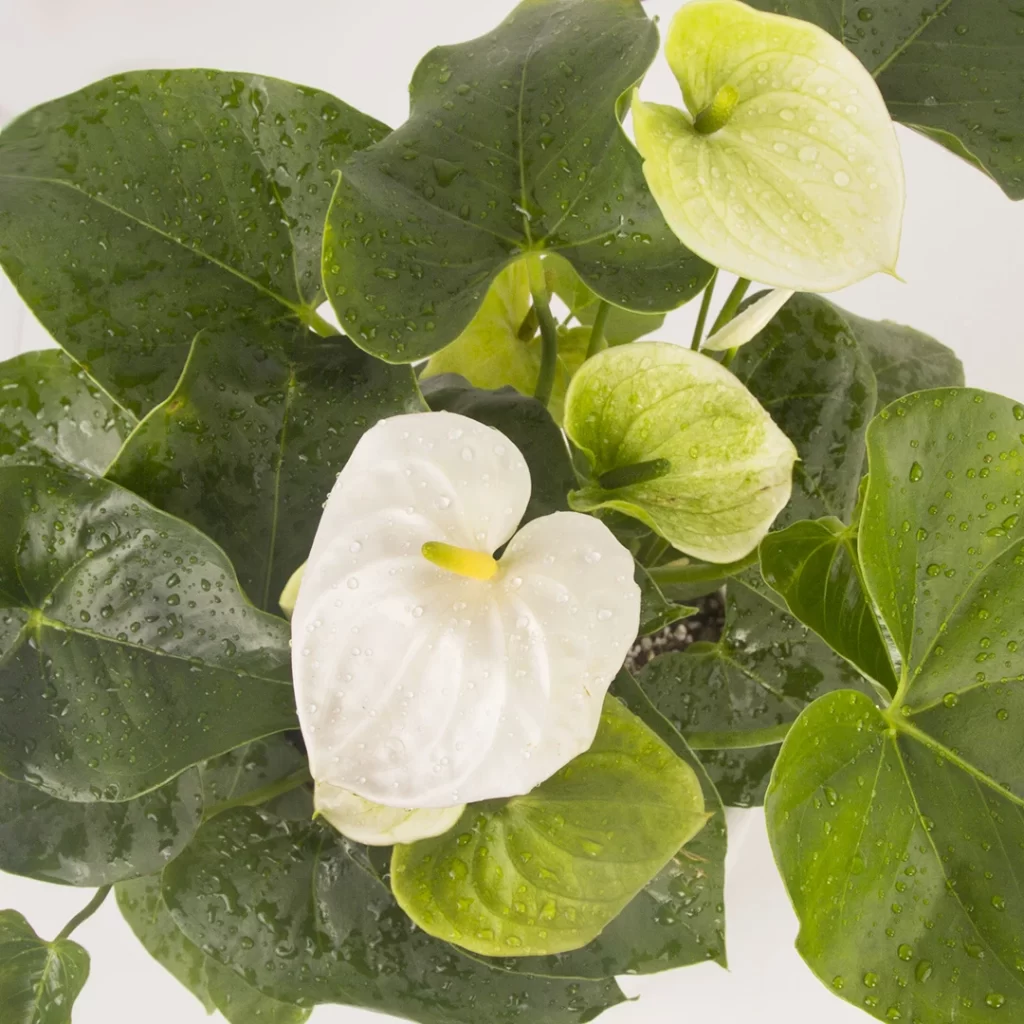 مدل گلدان گل طبیعی آنتوریم کد 1360