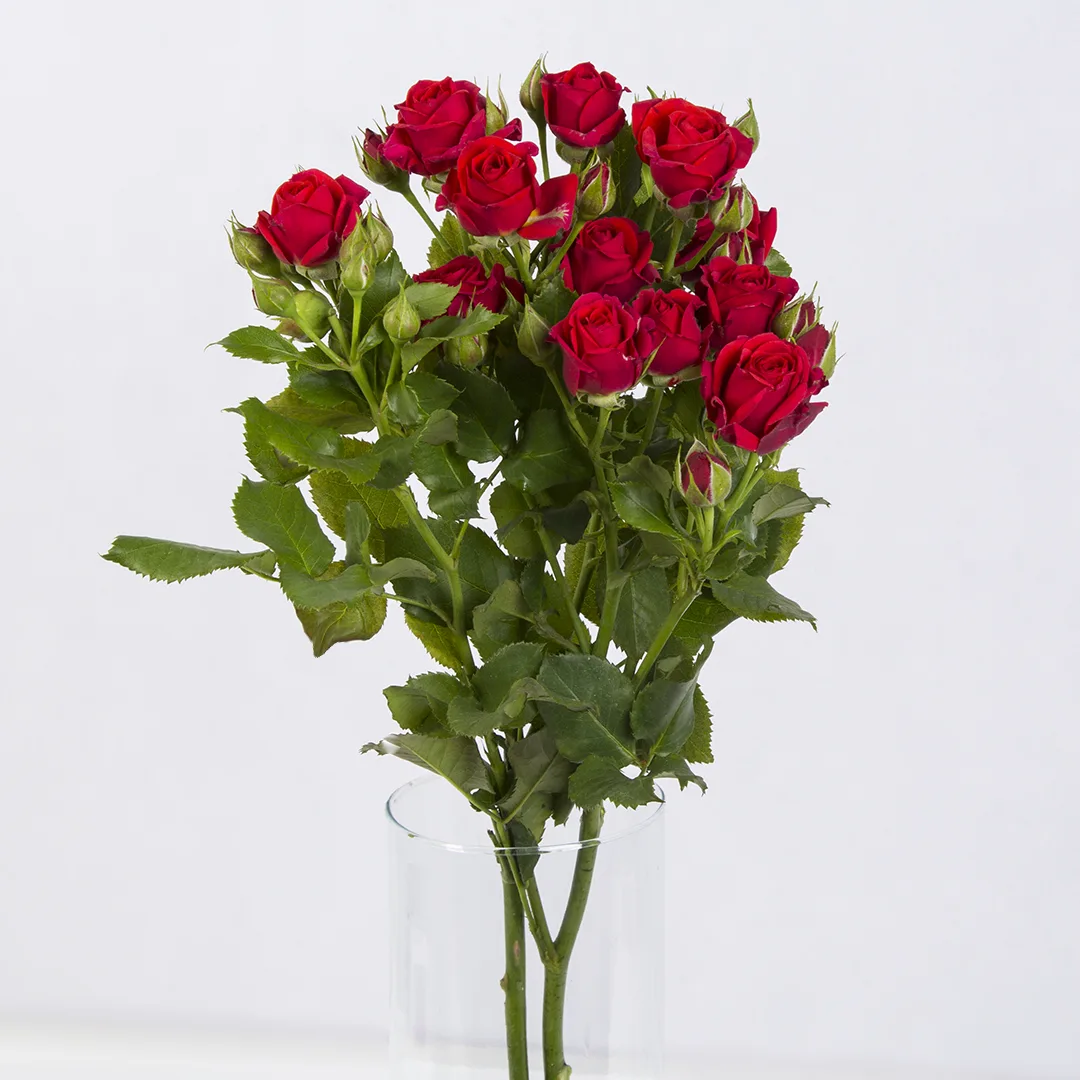 قیمت و خرید آنلاین گل رز مینیاتوری قرمز رنگ
