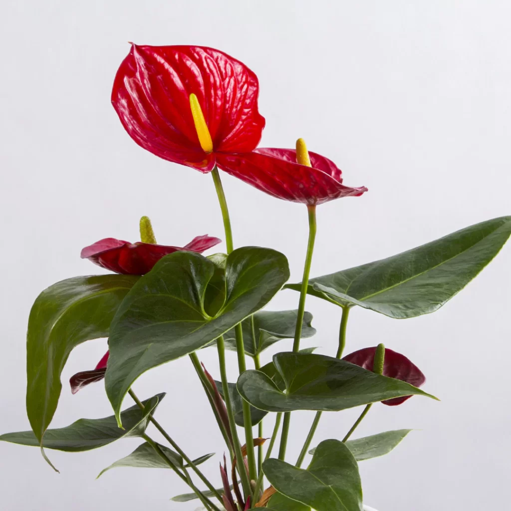 تصاویر گلدان گل طبیعی گل انتوریم قرمز کد 1220