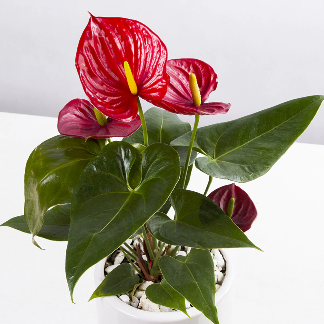 تصویر و مدل گلدان گل انتوریوم قرمز کد 1220