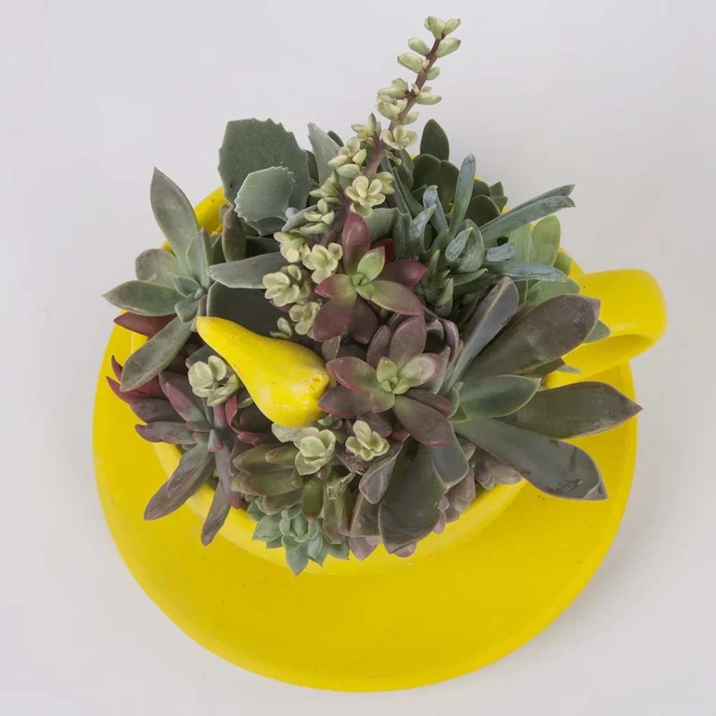 تصویر و مدل گیاه كاکتوس با گلدان سفالی کوچک طرح فنجانی زرد رنگ کد 1330