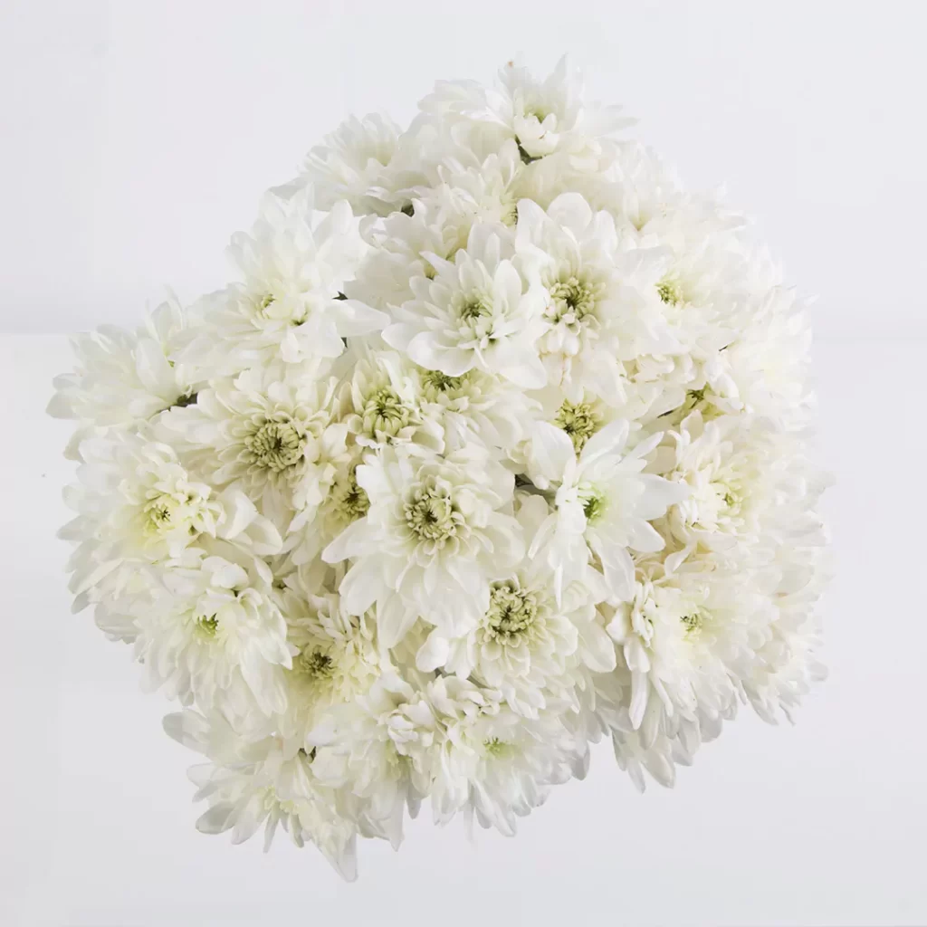 عکس تک شاخه گل داوودی سفید همراه با قیمت