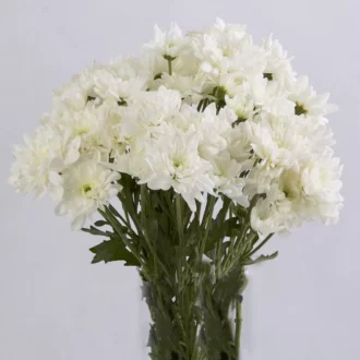 گل داوودی سفید قیمت