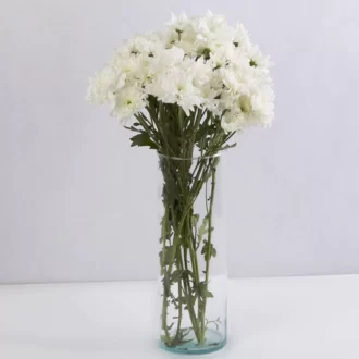 عکس شاخه گل داوودی سفید