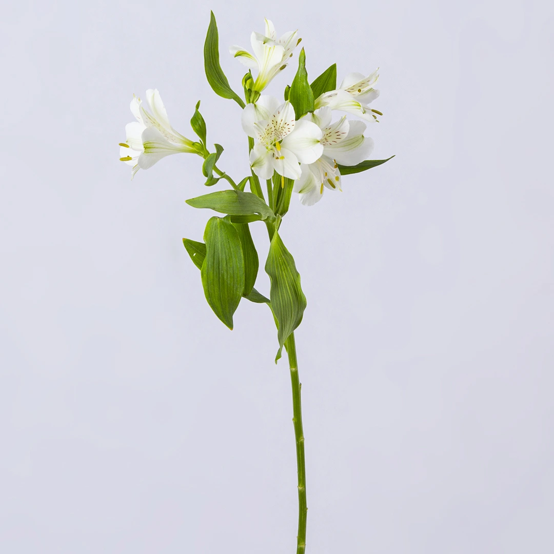 عکس شاخه گل آلسترومریا سفید