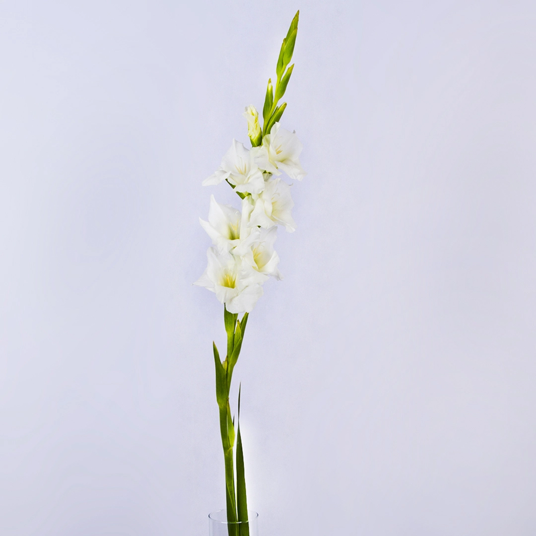 عکس گل گلایل سفید