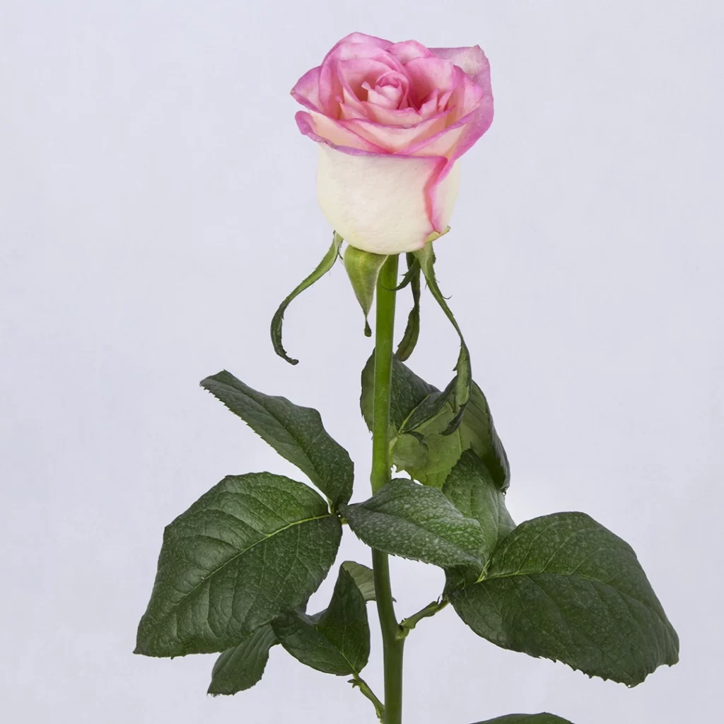 عکس شاخه گل رز هلندی سفید و صورتی (سفید لب ماتیکی)