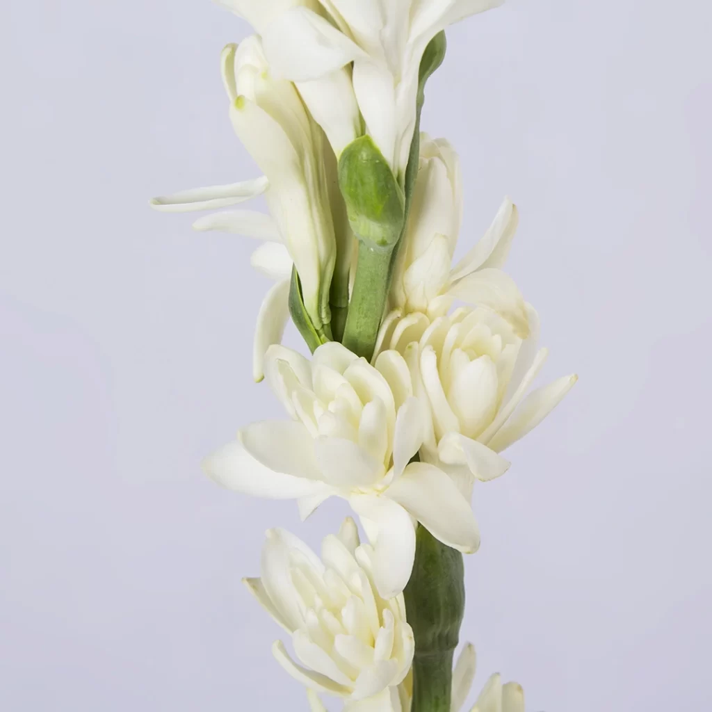 عکس شاخه گل مریم سفید