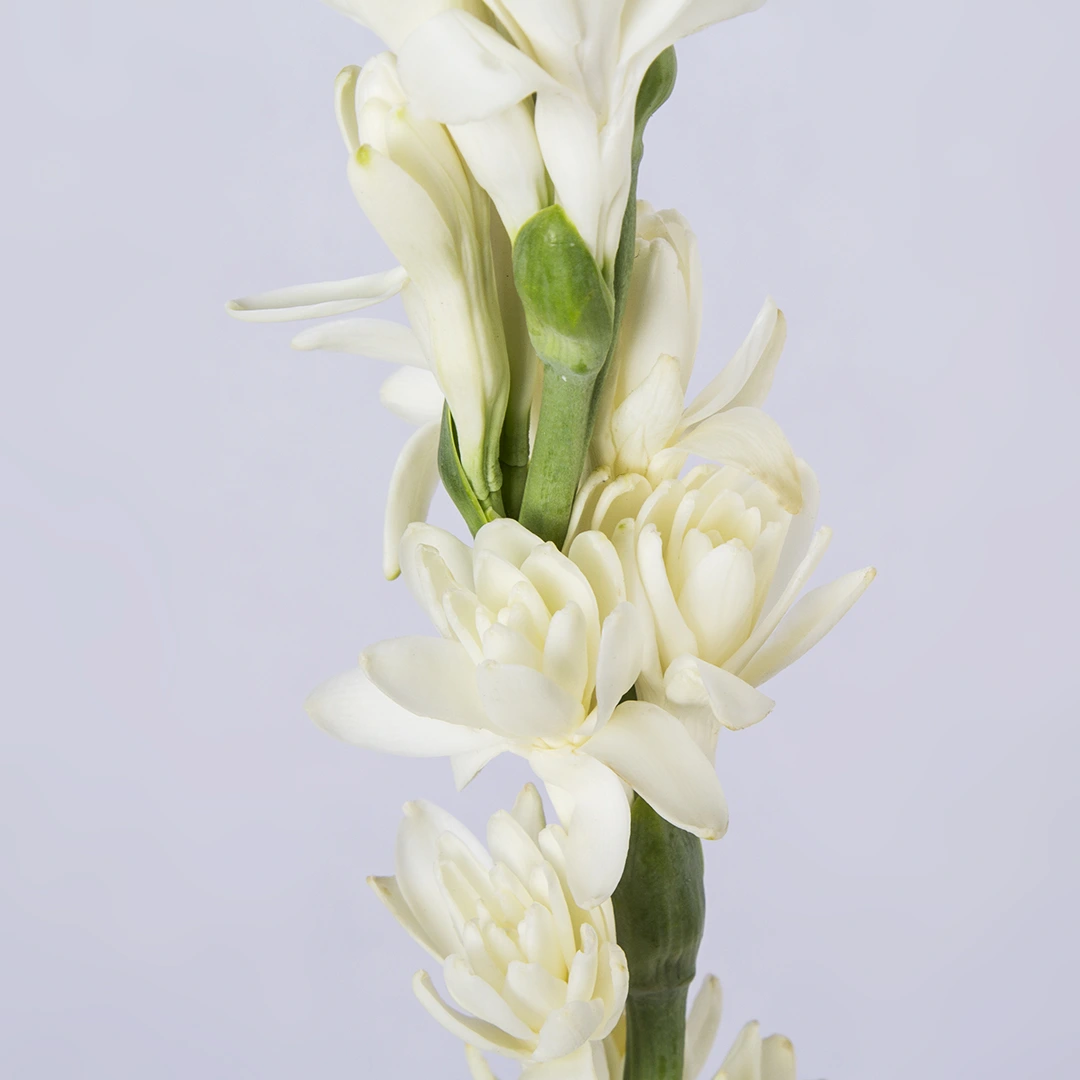 عکس شاخه گل مریم سفید