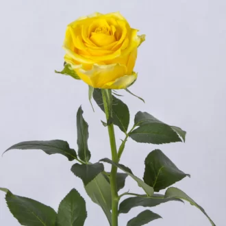 عکس شاخه گل رز هلندی زرد