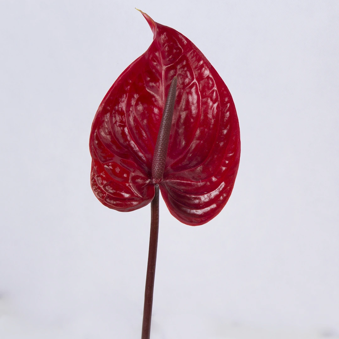 عکس شاخه گل آنتوریوم قرمز