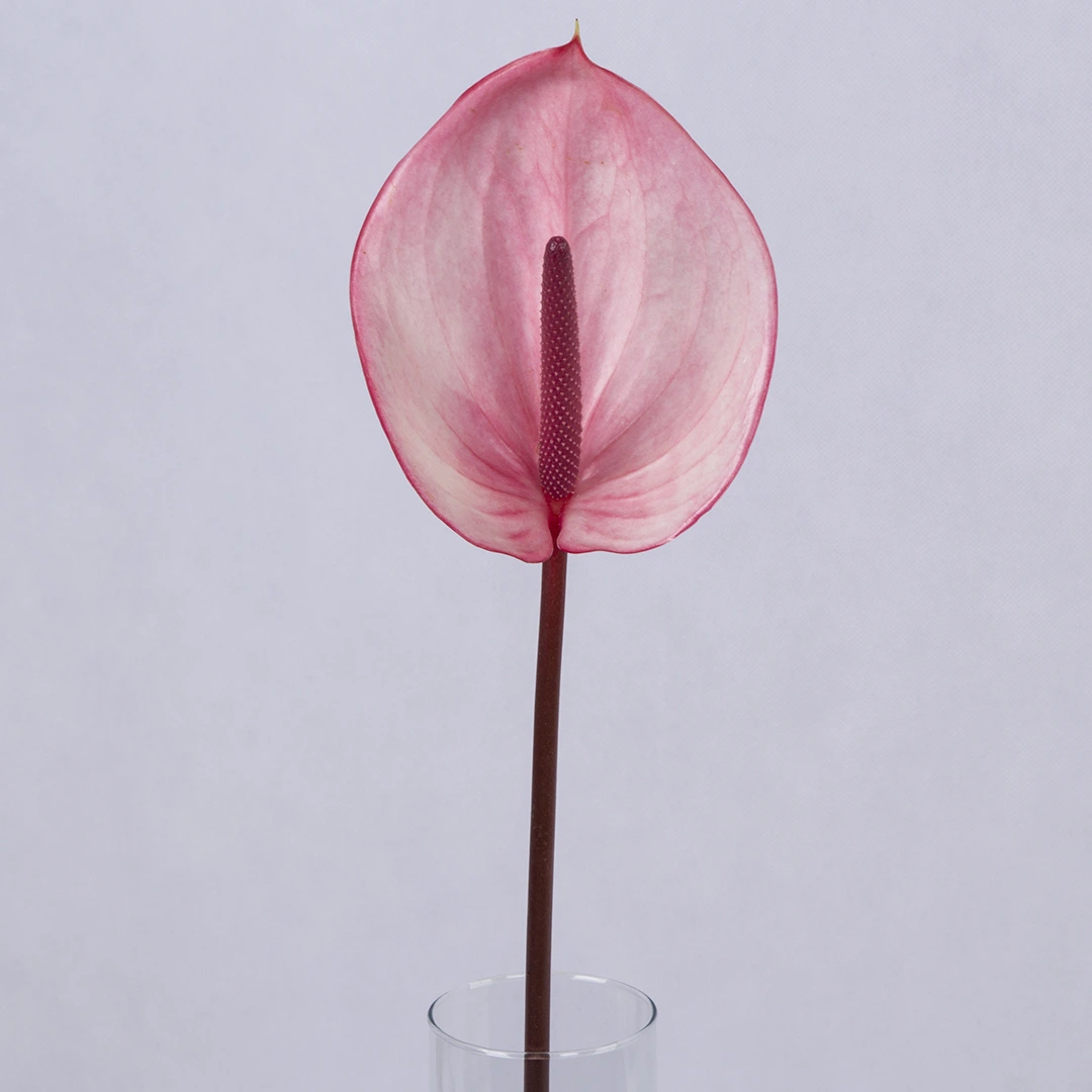 عکس شاخه گل آنتوریوم صورتی لب ماتیکی