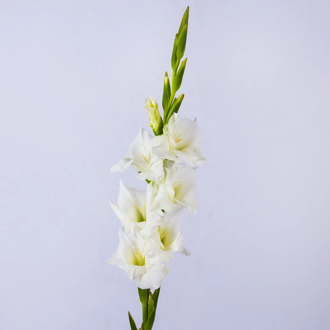 شاخه گل گلایل سفید