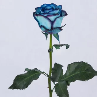 عکس شاخه گل رز هلندی آبی