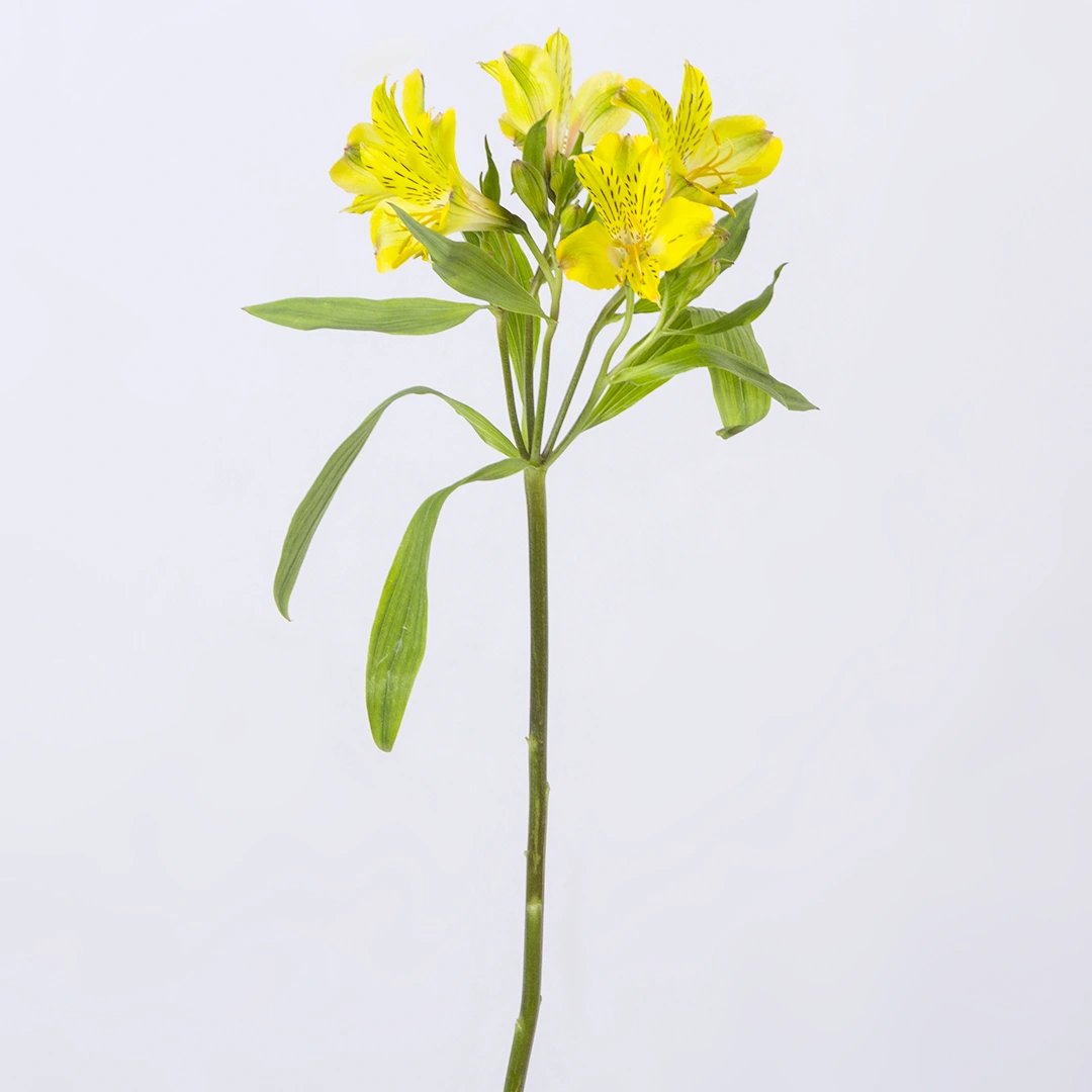 عکس شاخه گل آلسترومریا زرد