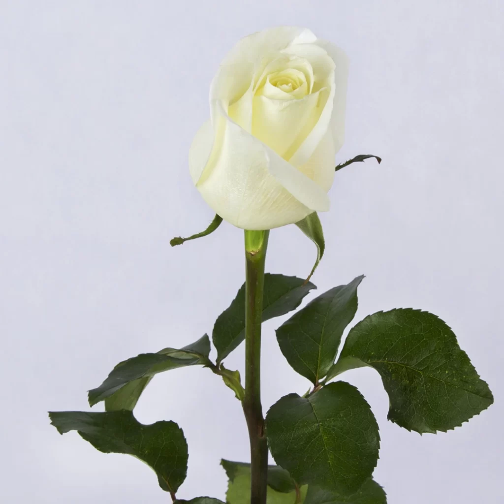 عکس شاخه گل رز هلندی سفید