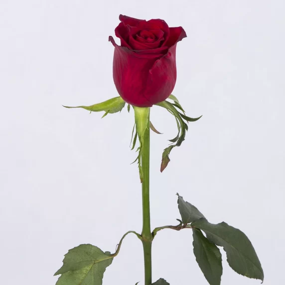 عکس شاخه گل رز هلندی قرمز