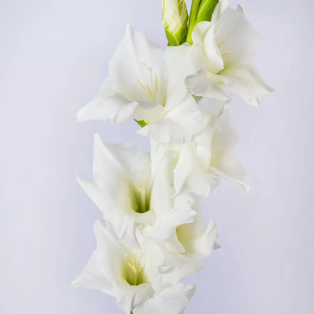 تصویر و مدل گلایل سفید گل