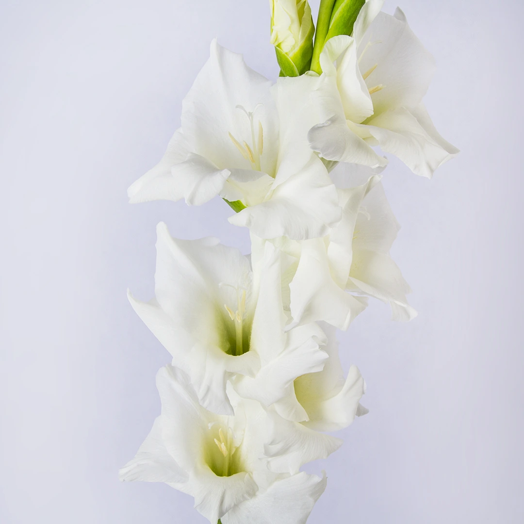 تصویر و مدل گلایل سفید گل