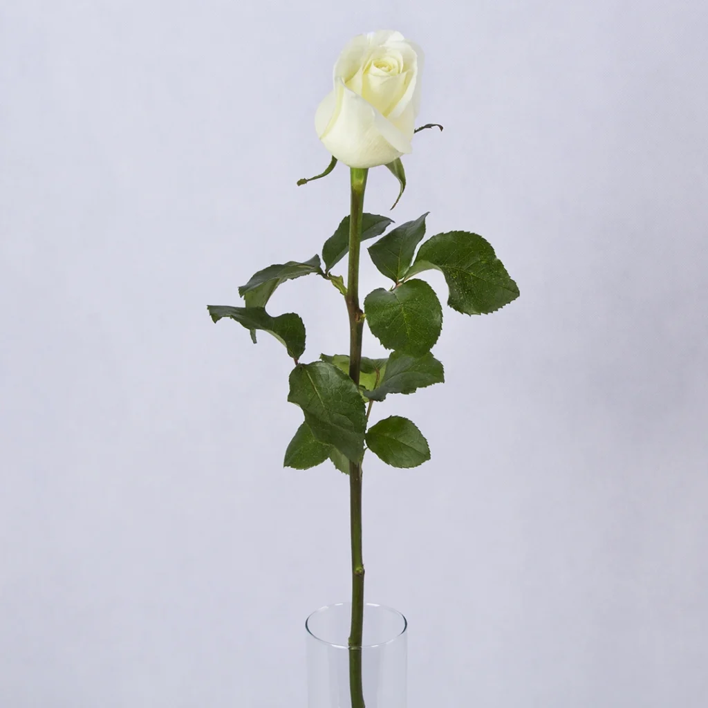 image2 3
