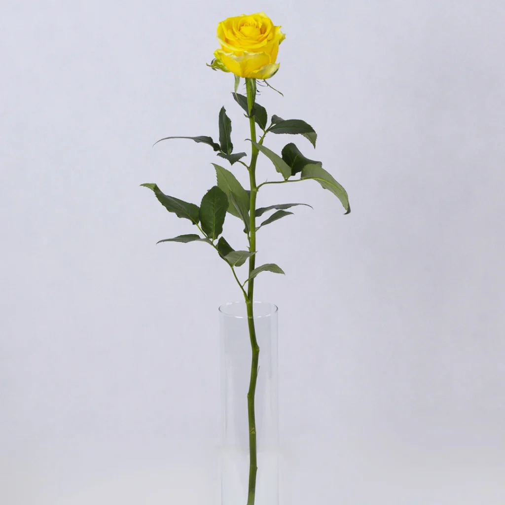 image2 8