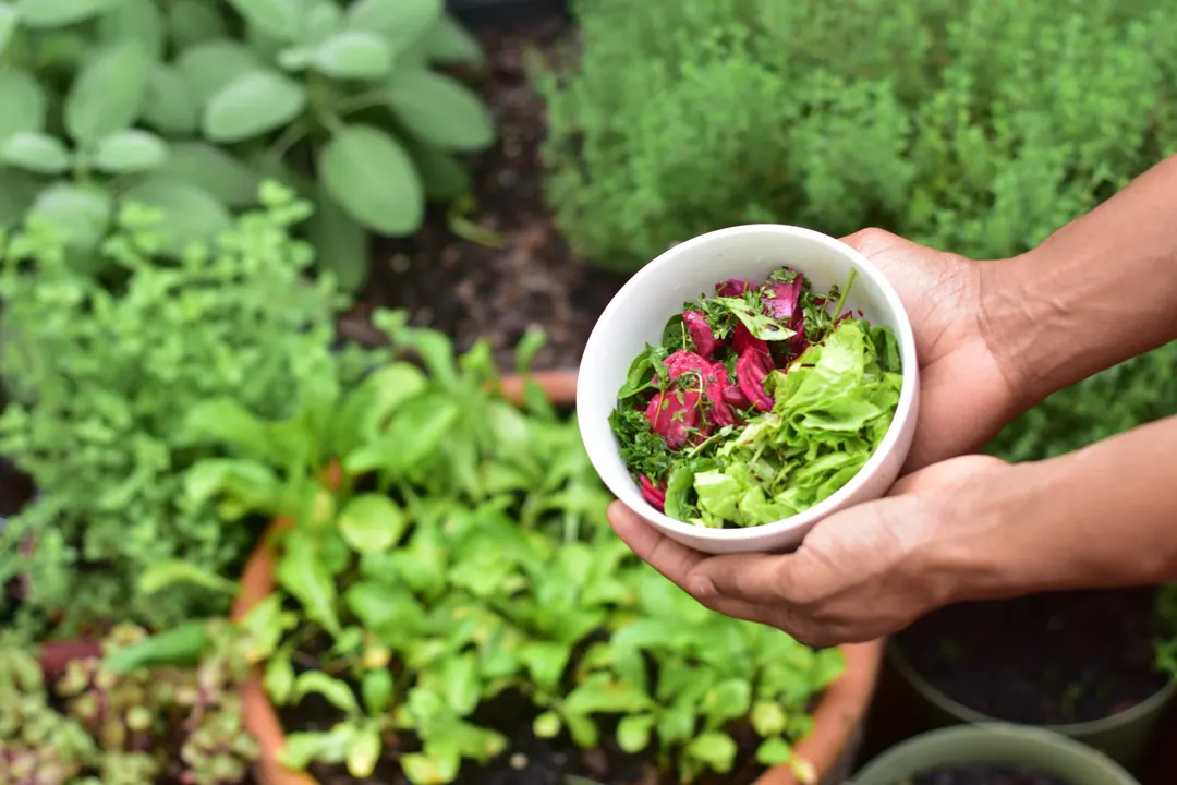 تقویت گیاهان، مراقبت از گیاهان آپارتمانی