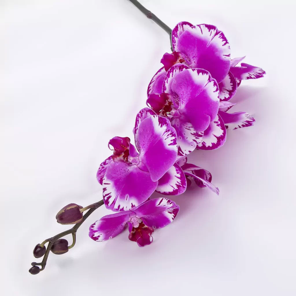 عکس و مدل شاخه گل ارکیده بنفش دارای 9 گل