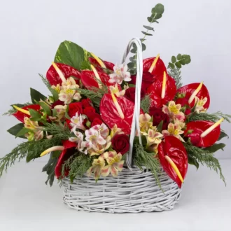 عکس و مدل سبد گل تبریک گل رز هلندی قرمز و گل آلسترومریا کد 3540