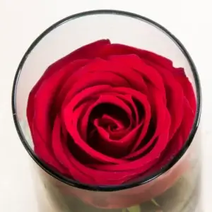 عکس و قیمت باکس گل شیشه ای گل رز قرمز کد 1470