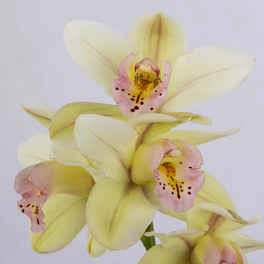 عکس شاخه گل ارکیده سیمبیدیوم دارای 5 گل