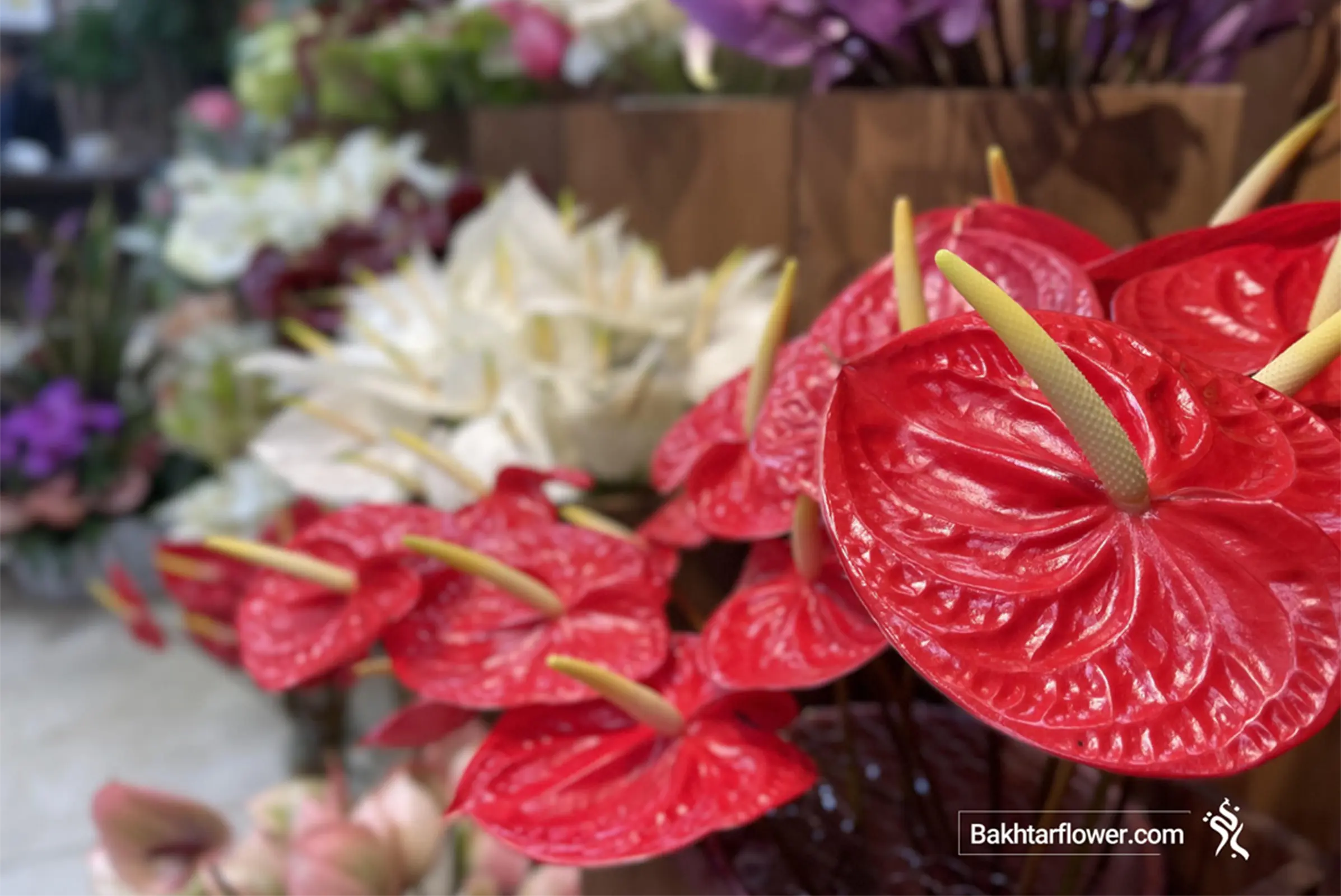 عکس گل آنتوریوم برای روز مادر و روز زن