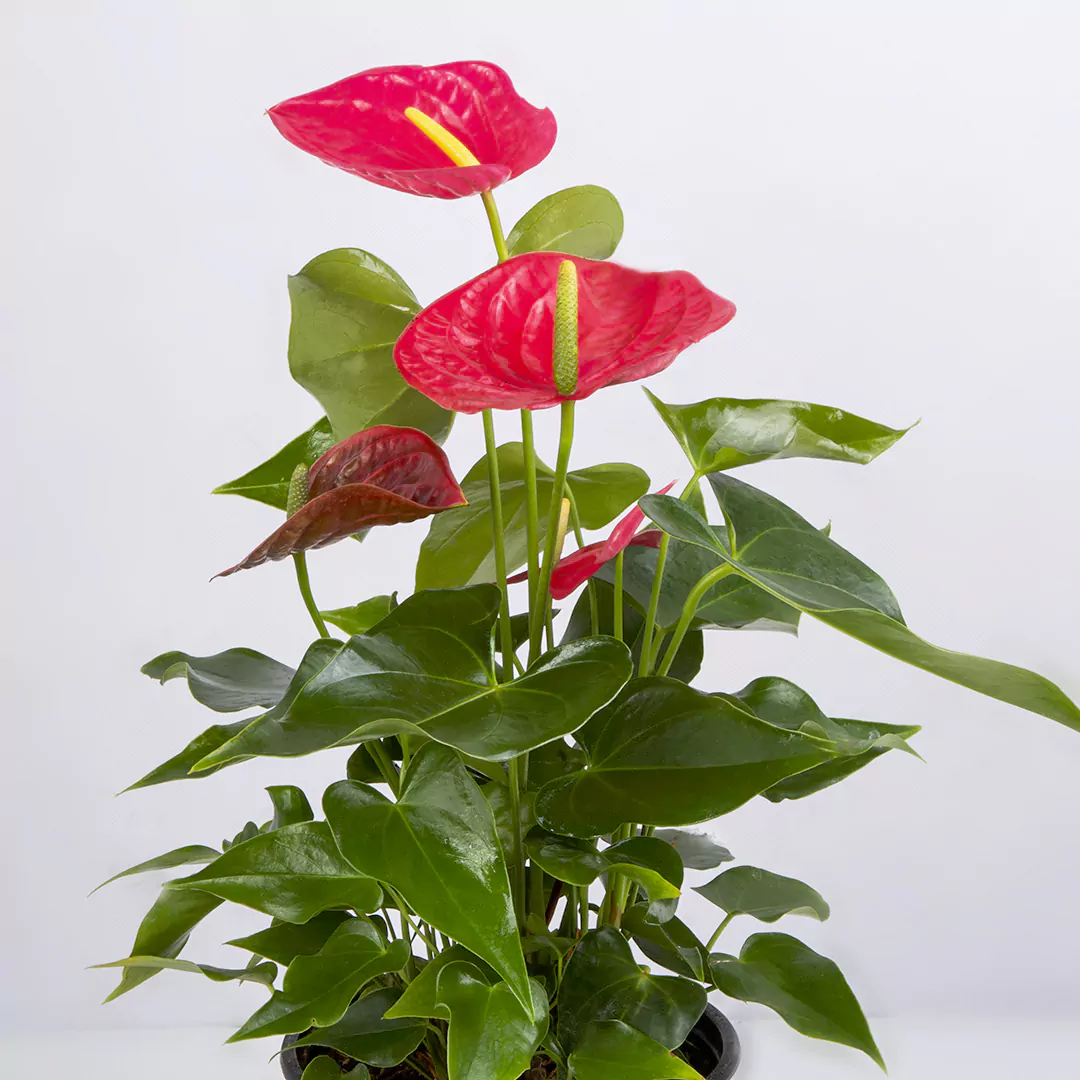 تصویر گیاه آپارتمانی انتوریوم صورتی با گلدان پلاستیکی کد 4580