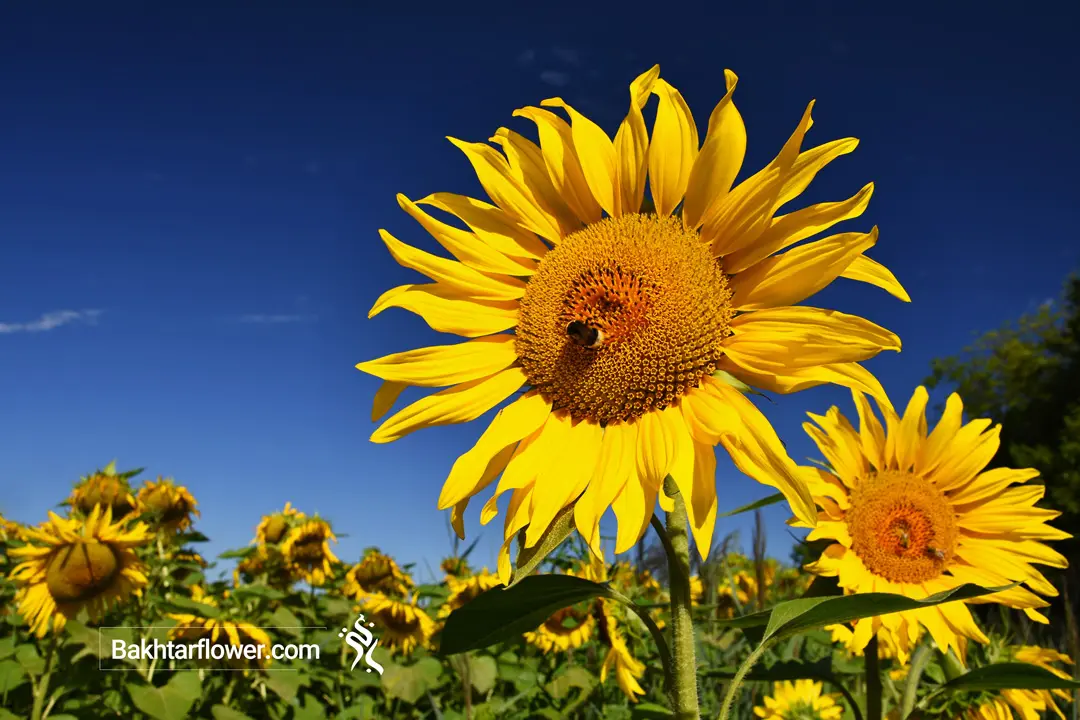 عکس گل آفتابگردان برای روز زن و مادر