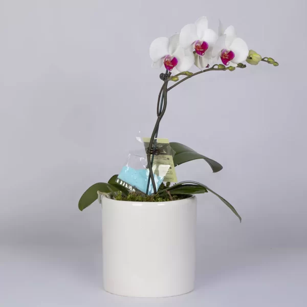 مدل گل ارکیده طبیعی سفید کد 4710
