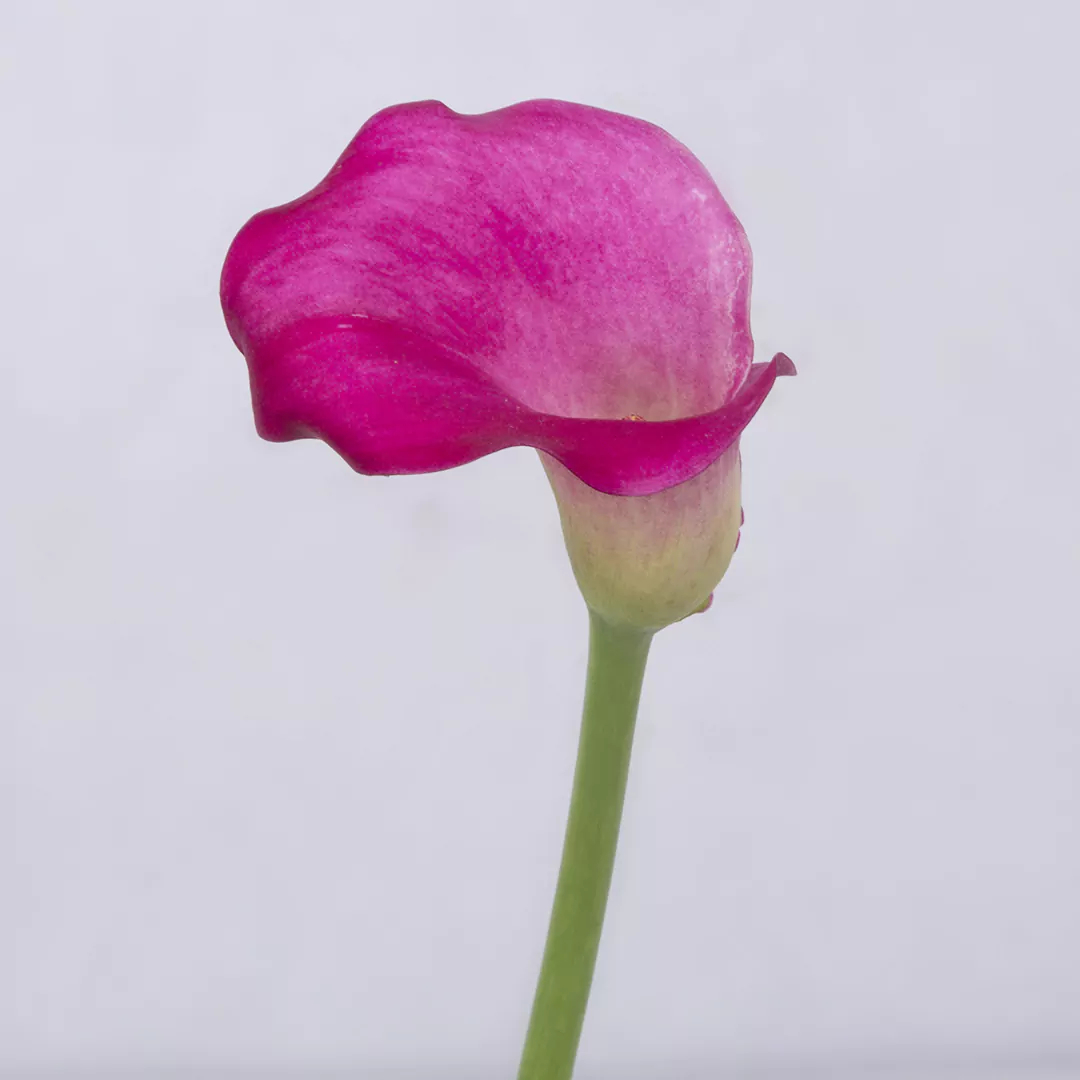 عکس شاخه گل شیپوری سرخابی