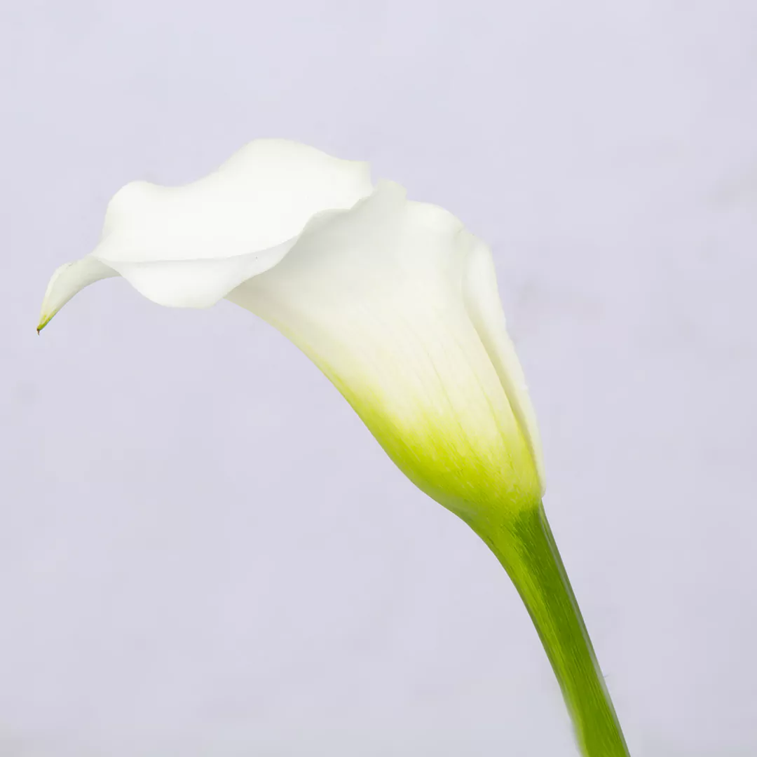 شاخه گل شیپوری سفید