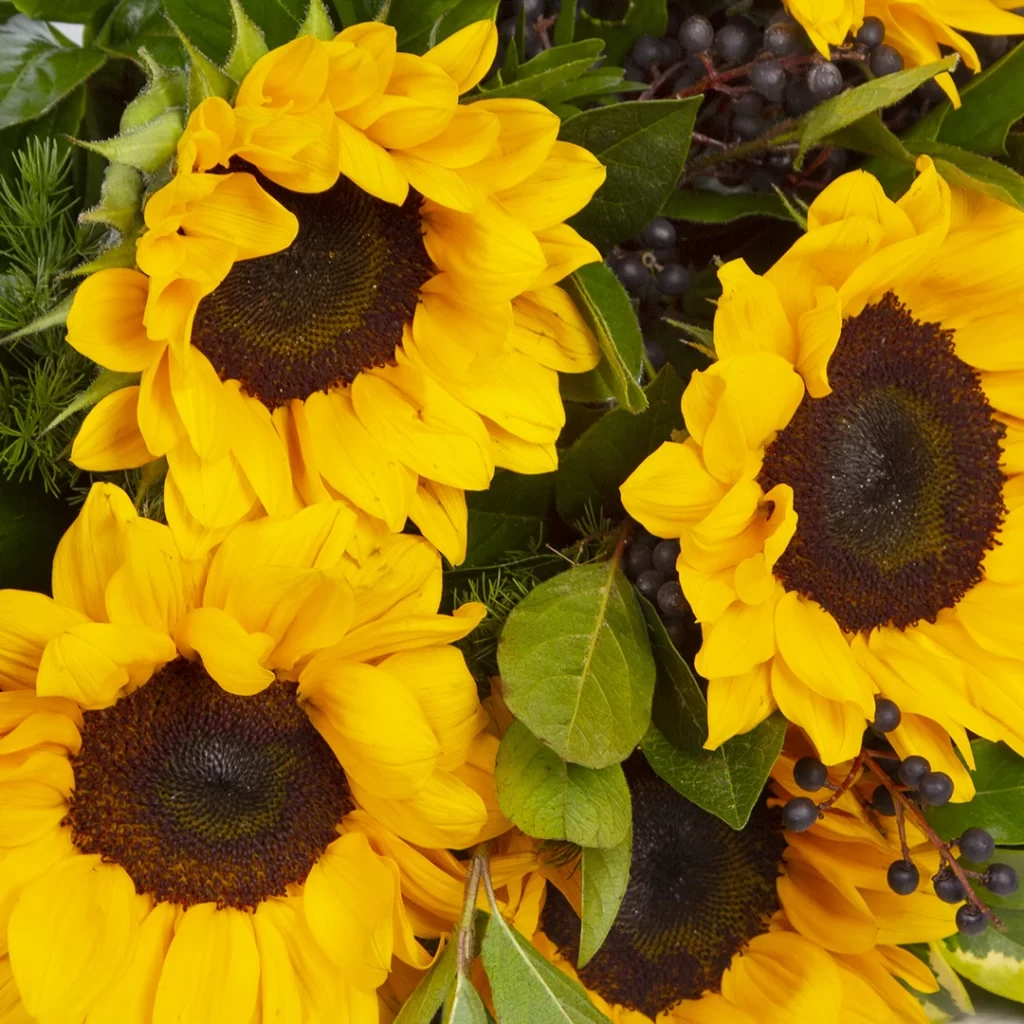 مدل دسته گل هدیه زیبا با گل آفتاب گردان کد 1820