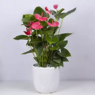 عکس گل آنتوریوم در گلدان سرامیکی کد 4740