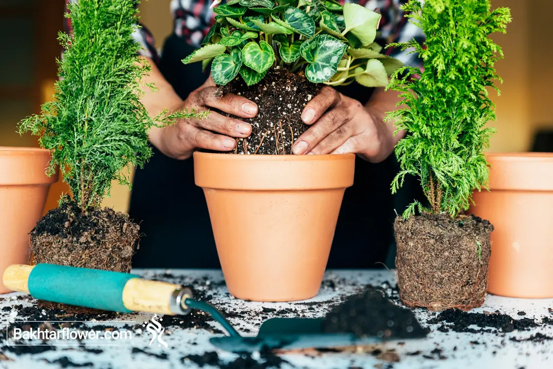 خاک گلدان برای گیاهان آپارتمانی