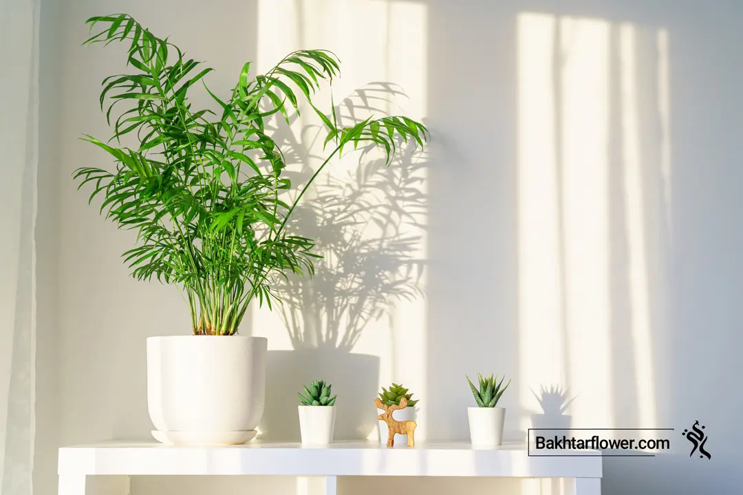 نور مناسب برای مراقبت و نگهداری گل و گیاه آپارتمانی