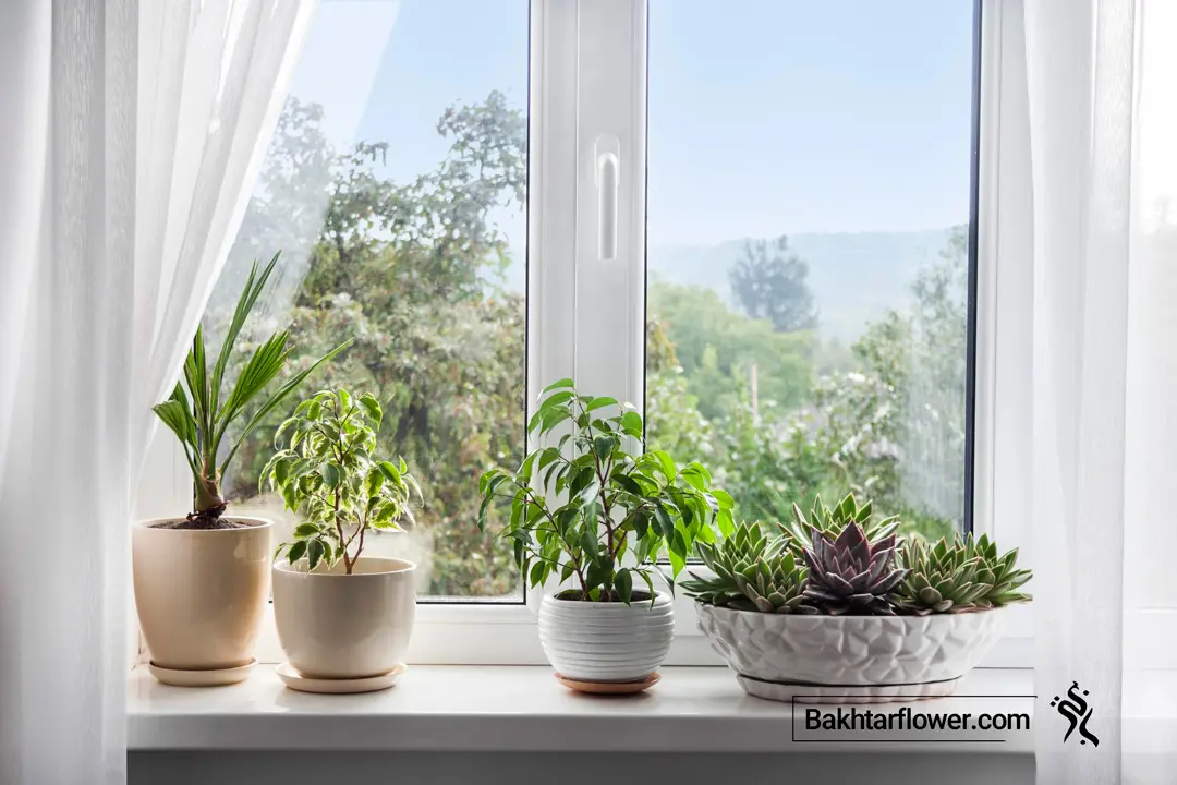 نگهداری گیاهان آپارتمانی در تابستان