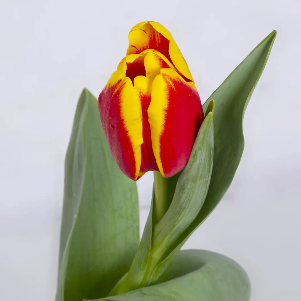 مدل گل لاله گلدانی هلویی کد 4800
