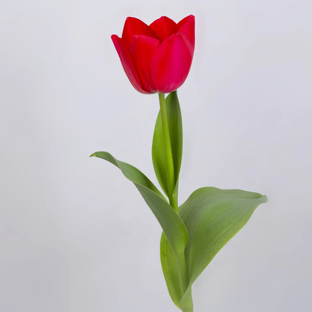 مدل گلدان گل نوروزی کد 4840