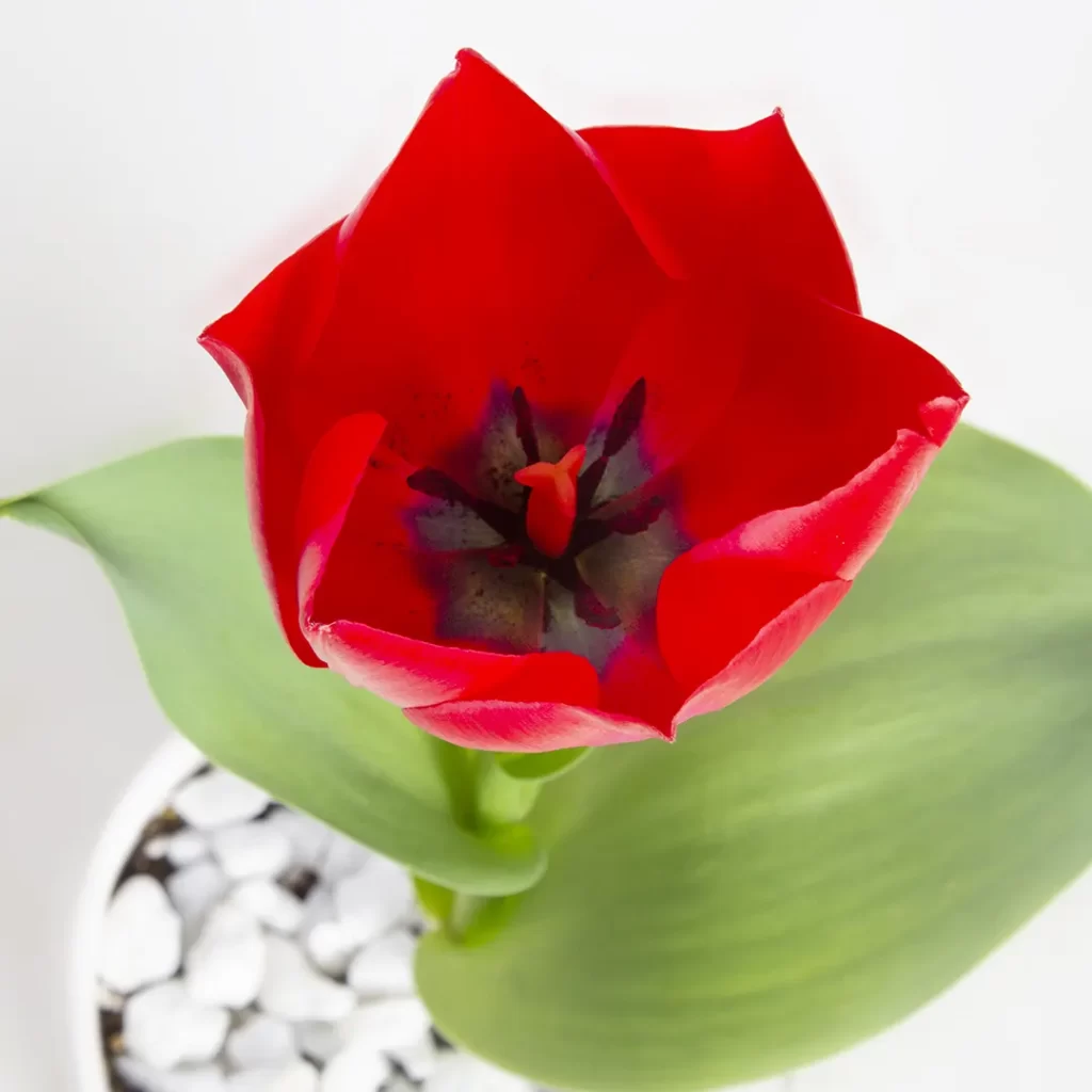 عکس گلدان گل لاله کد 4840