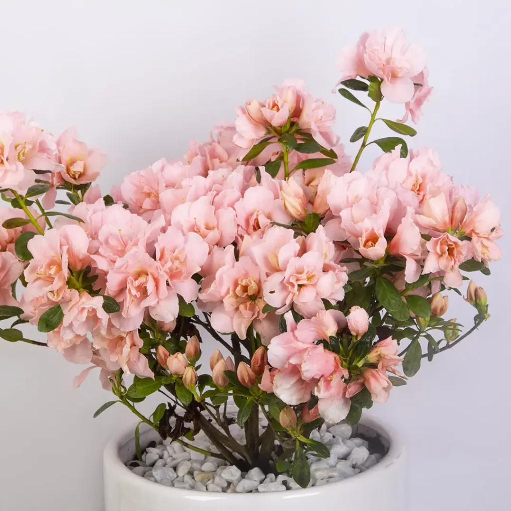 مدل گلدان گل صدتومانی صورتی کد 4860