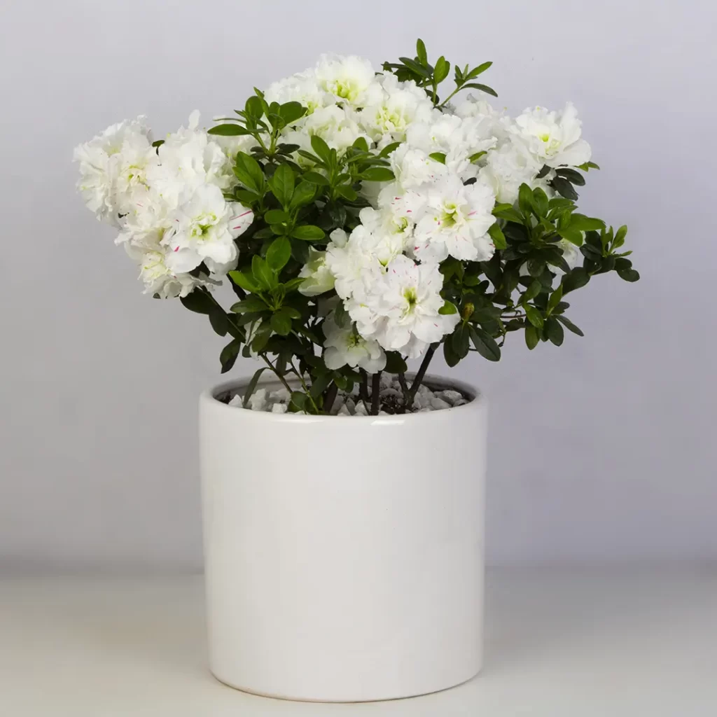 عکس گلدان گل آزالیا سفید کد 4880