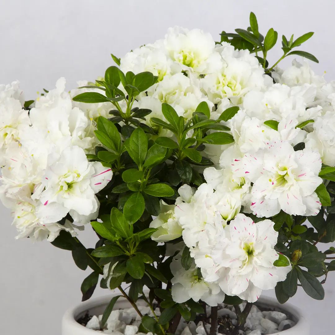 عکس گلدان گل صدتومانی سفید کد 4890